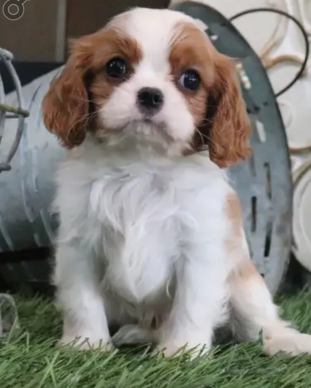Charles